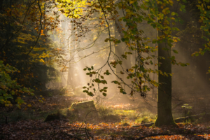 Deep in the golden forest sunbeams illuminate idyllic leafy glade